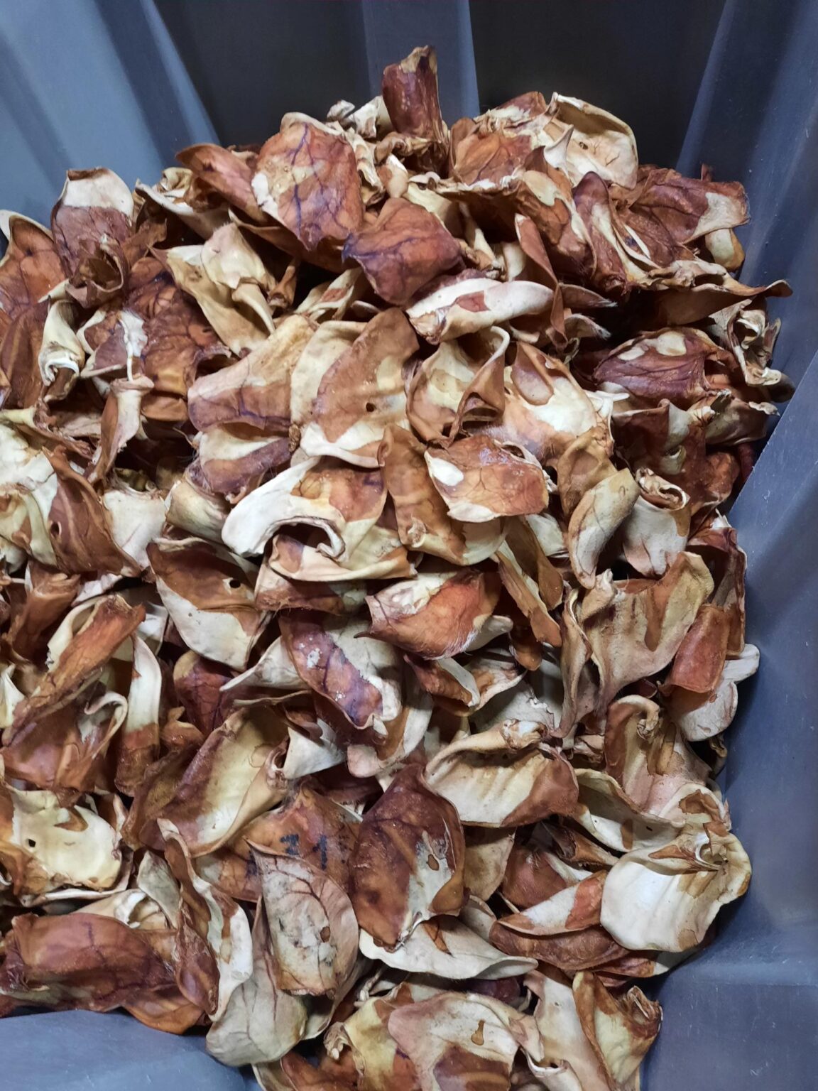 Kuivattu Possunkorva 4kg 2 LAATU Kennelpakaste kuivattu-possunkorva-4kg-2-laatu-kennelpakaste
